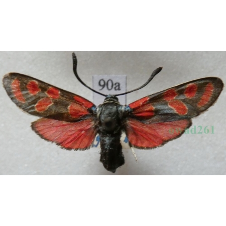 Zygaena carniolica (Scopoli, 1763) Kraśnik rzęsinowiec Deutschland90a